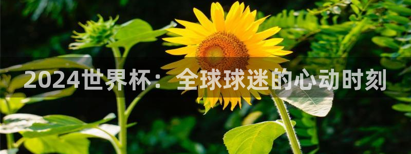 世界杯今年：2024世界杯：全球球迷的心动时刻